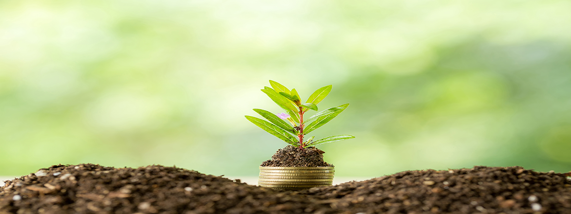 image of a seed transforming into a plant signifying intellectual property transformation post covid