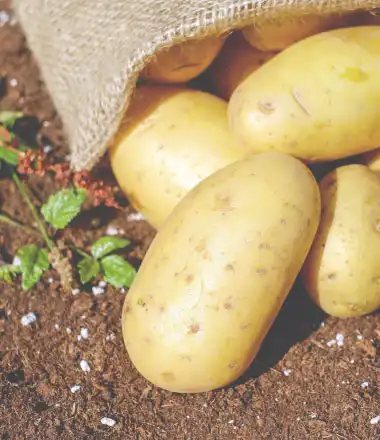 sack of Pepsico India Lays patented potato