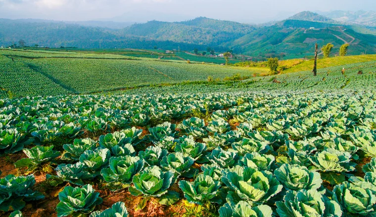 image of a valley built for plant variety protection